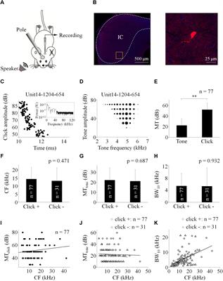 Processing of Paired Click-Tone Stimulation in the Mice Inferior Colliculus